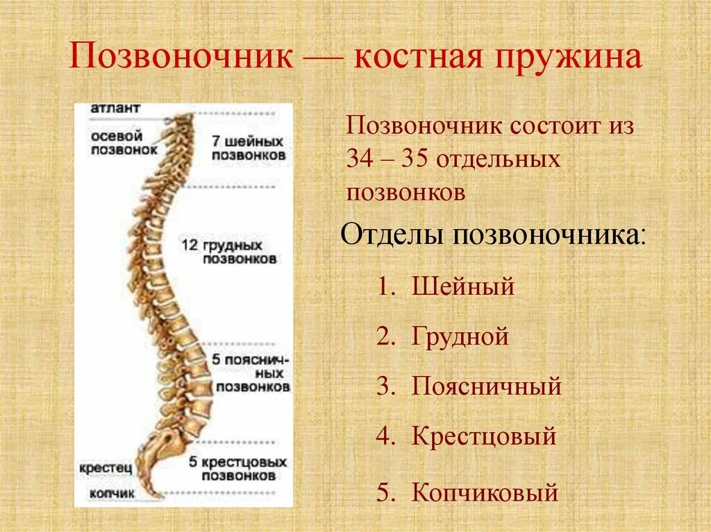 В позвоночнике выделяют отделы. Из каких отделов состоит Позвоночный столб. Скелет человека строение позвонка. Строение скелета позвоночника. Скелет туловища Позвоночный столб.