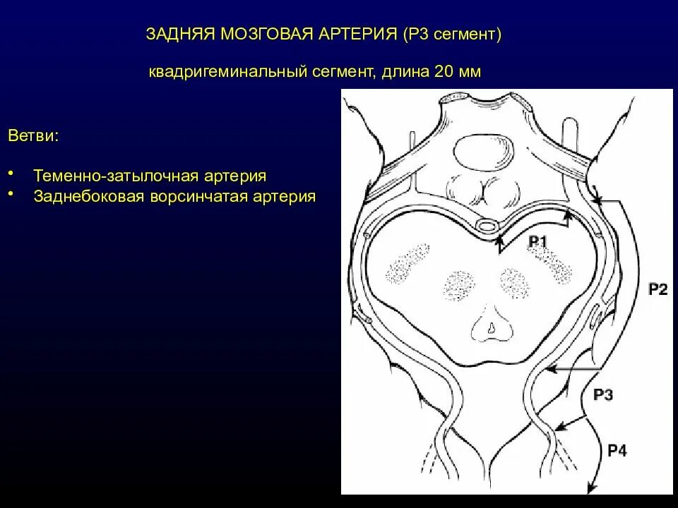 Артерии среднего мозга. Задняя мозговая артерия. Сегменты мозговых артерий. Сегменты задней мозговой. Сегменты заднемозговой артерии.