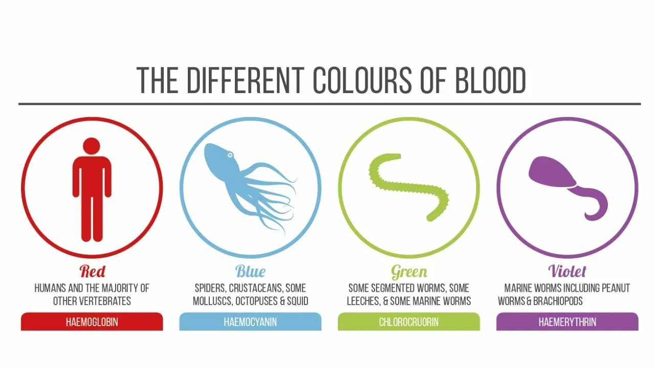 Кровь разного цвета. Цвет крови у разных существ. Какого цвета бывает кровь. Цвет крови у животных. Каких цветов бывает кровь.
