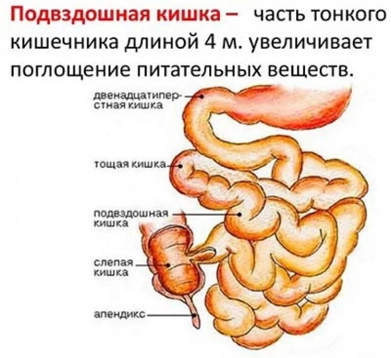 Подвздошная кишка анатомия. Строение тонкого кишечника тощая подвздошная. Подвздошная кишка строение. Тонкая кишка отделы подвздошная. Терминальный отдел тонкой кишки схема.