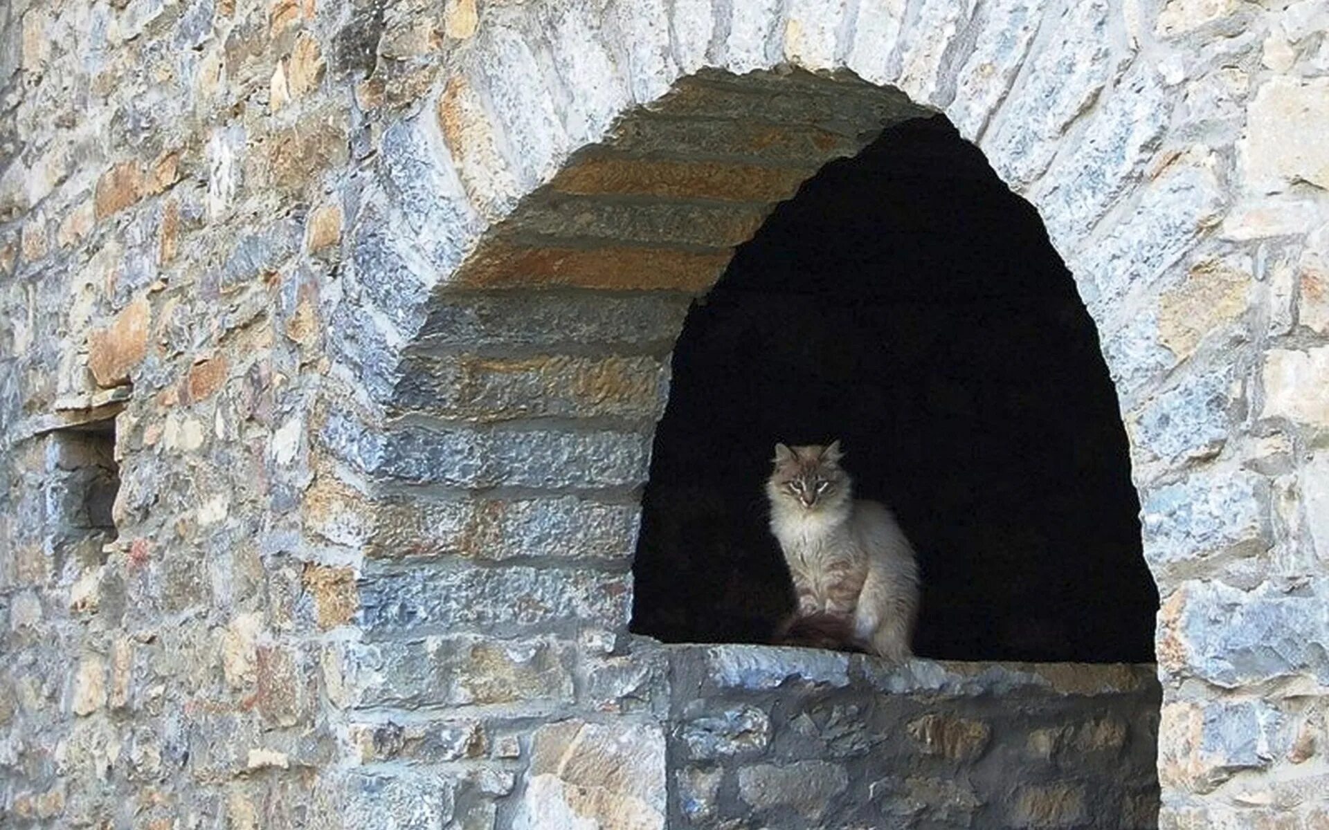 Мяудиссея замка котиков дата