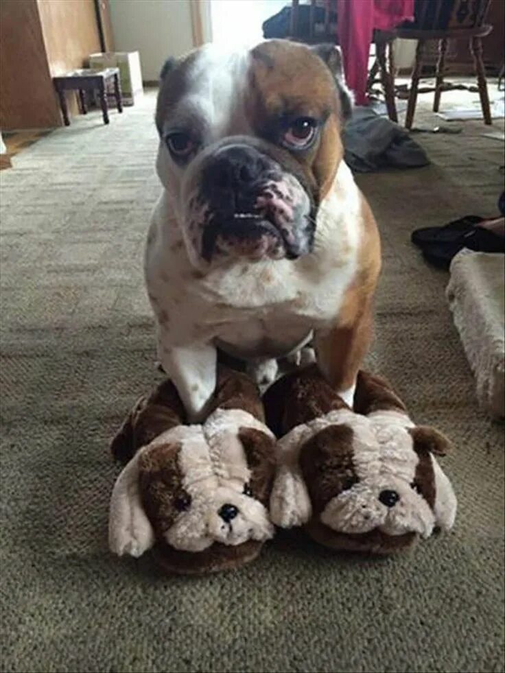 Смешные бульдоги фото