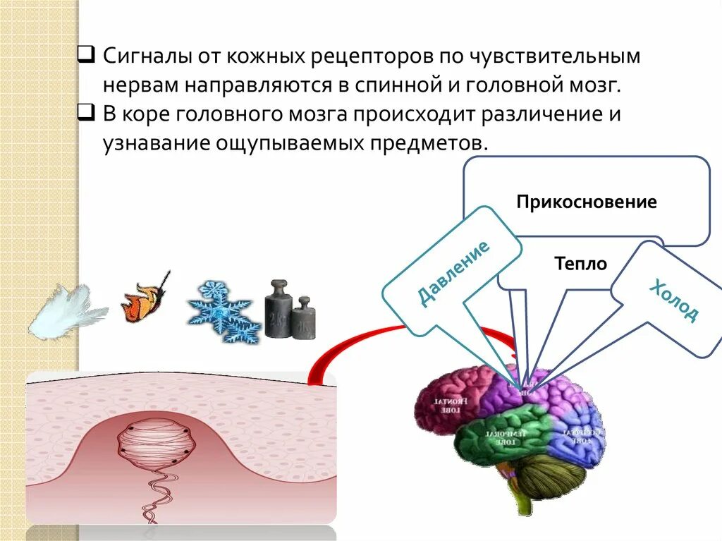 Рецепторы кожного анализатора. Кожное чувство рецепторы. Кожные рецепторы человека. Строение кожных рецепторов.