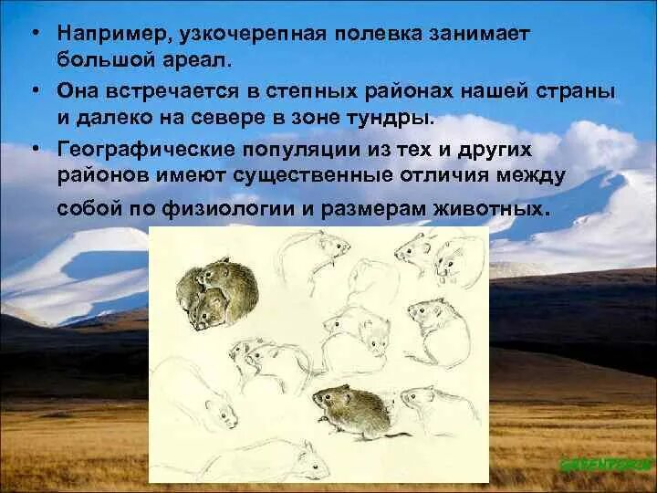 Взаимодействие популяций лисиц и полевок разделы. Узкочерепная полевка ареал. Полевка обыкновенная ареал. Популяция полевок. Географическая популяция примеры.