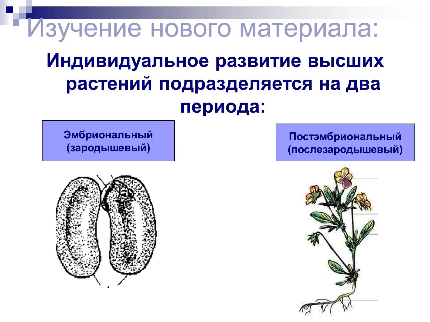 Периоды индивидуального развития растений. Индивидуальное развитие. Индивидуальное развитие растений. Схема индивидуальное развитие растений. Постэмбриональное развитие растений.