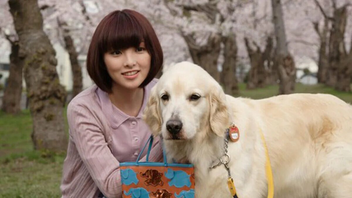 Шелти порода. Дог зевс самая большая собака в мире. My dog. Классные песики. Собачки шелти.
