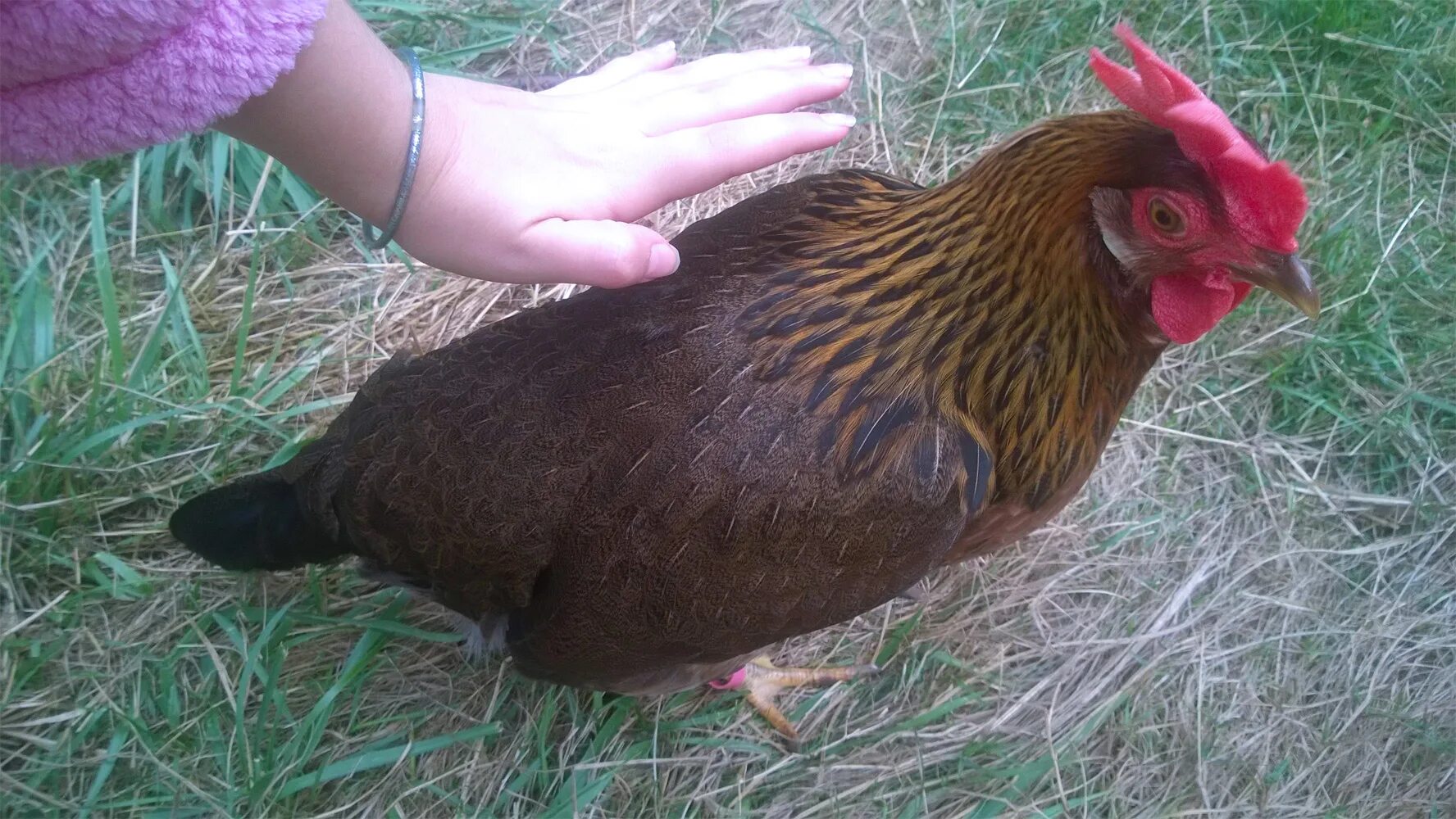 Почему курицы какую то. Корм курей несушек в домашних. Клоака у птиц строение. Как происходит оплодотворение у птиц. Рацион мешанки для кур.