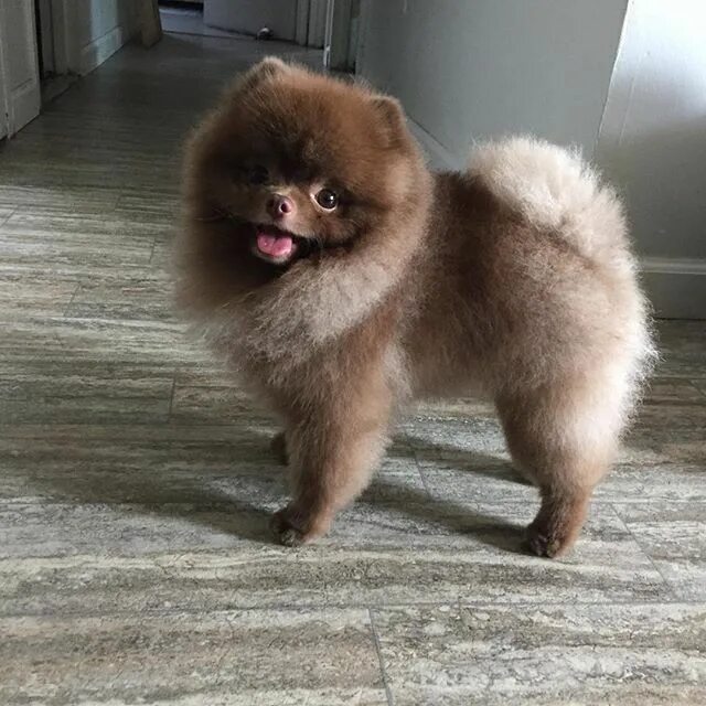 Awkward Trend: Round Dog Haircuts Dog grooming, Cute dogs, Cute animals