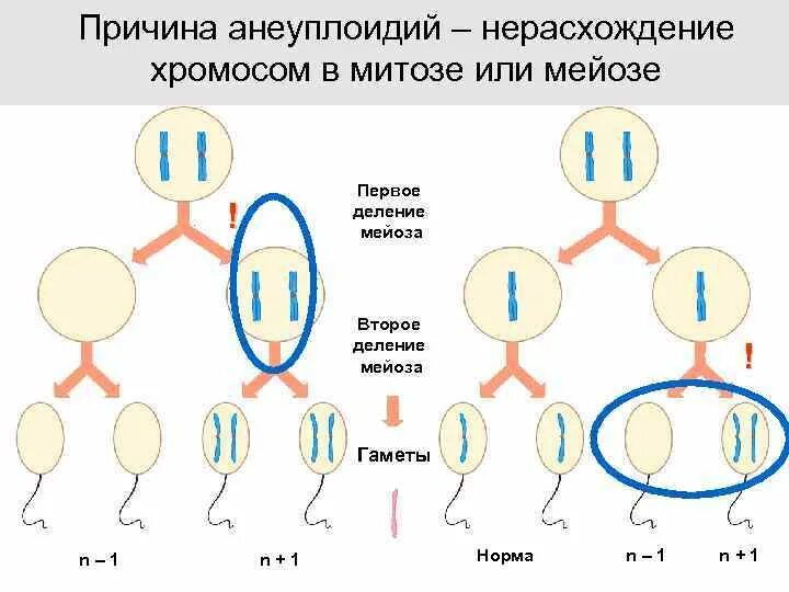 Деление тетраплоидной клетки. Нерасхождение хромосом в первом мейозе. Нарушение расхождения половых хромосом в мейозе. Нерасхождение хромосом в первом делении мейоза. Нерасхождение хромосом в первом мейотическом делении.