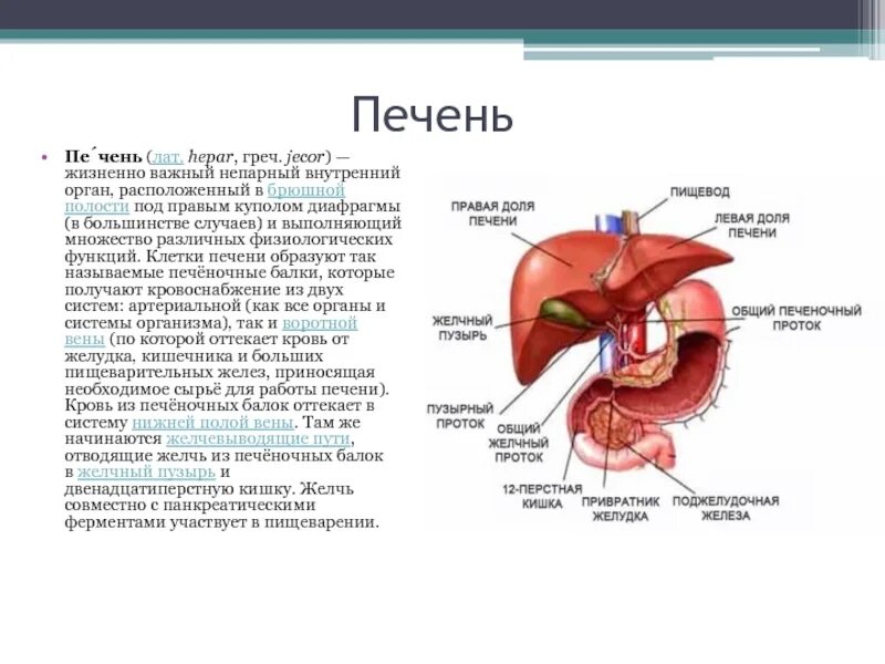 Печень какая полость. К какой системе органов относится печень функции. Расположение органов печень. Печень в брюшной полости анатомия.