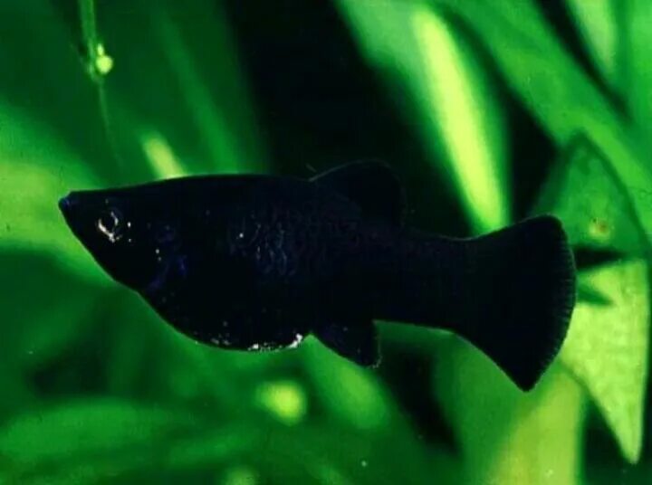 Черная рыба жив. Чёрная Молли (Моллинезия). Рыбка Моллинезия черная. Моллинезия аквариумная рыбка. Моллинезия аквариумная черная.