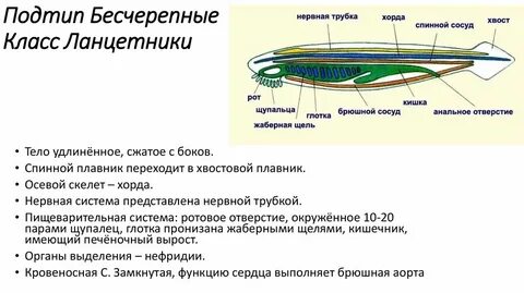 Какая нервная система характерна для хордовых