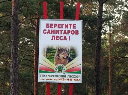 Почему волка называют санитаром