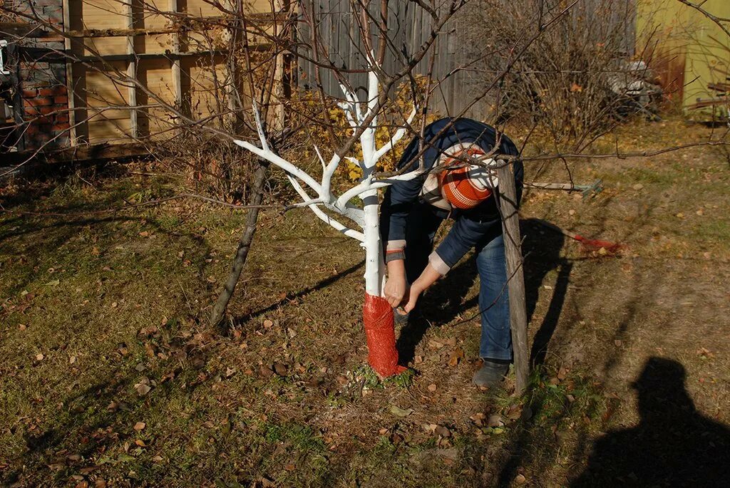 Мыши погрызли кору молодой яблони что делать. Защита плодовых деревьев от грызунов. Защита ствола дерева от грызунов. Защита деревьев от грызунов на зиму. Защита деревьев от грызунов зимой.