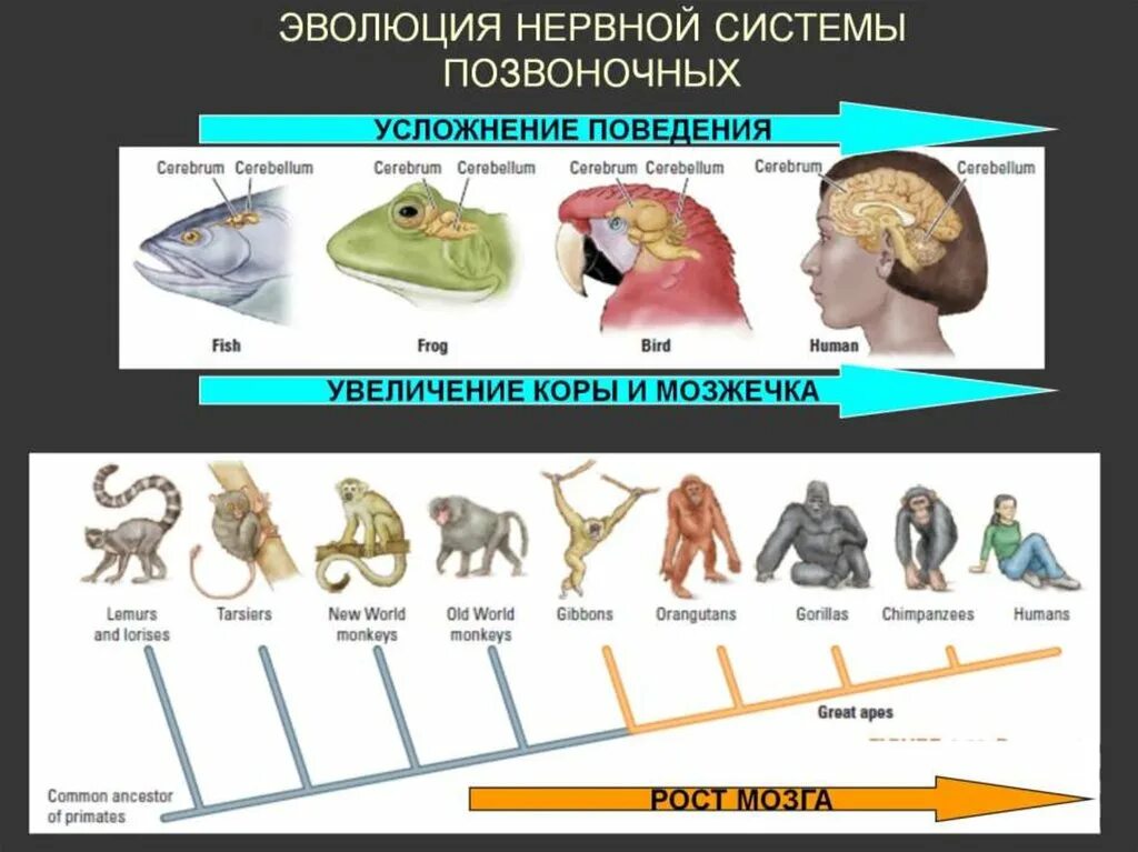 Таблица эволюции головного мозга. Эволюциия нервной система. Эволюция нервной системы у животных. Этапы эволюционного развития позвоночных животных. Эволюционные преобразования нервной системы.