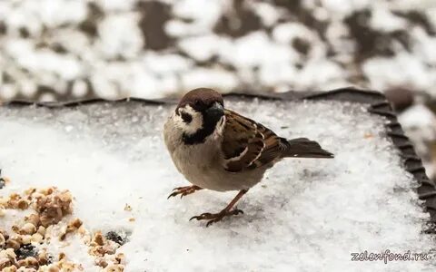 Крошки птички