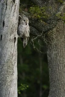 Взаимоотношения между филином и лесной мышью