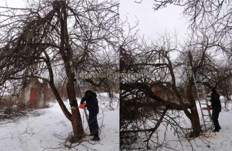 Обрезка старой яблони. Омолаживание деревьев. Омолаживающая обрезка яблони. Кардинальная обрезка старой яблони. Как омолодить старую яблоню