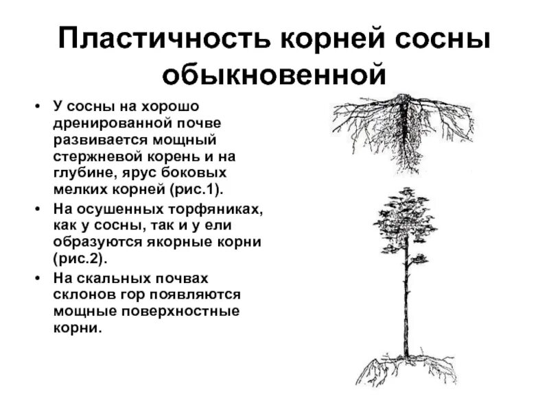 Корневая система сосны обыкновенной и ели обыкновенной. Корни сосны схема. Корни сосны обыкновенной. Лиственница сибирская корни. Корневая система лиственницы.