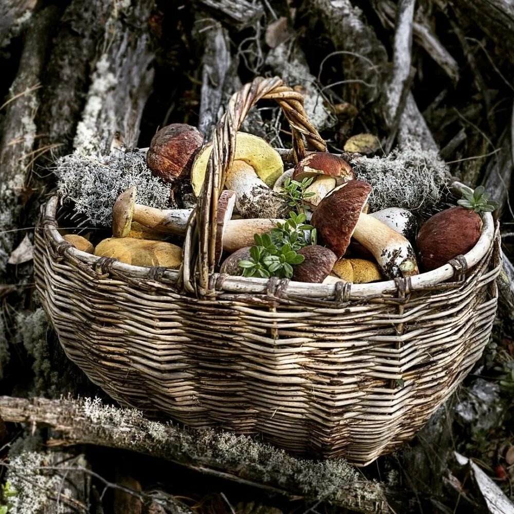 Корзина с грибами. Корзина с грибами. Корзинка с грибами. Корзина грибника. Корзина для грибов.