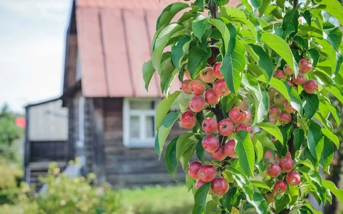 Питомник колоновидных плодовых деревьев