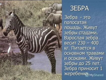 Описание зебры