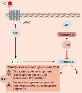Амг инозитол