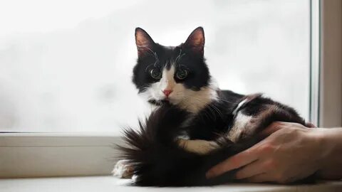 Кошка маня
