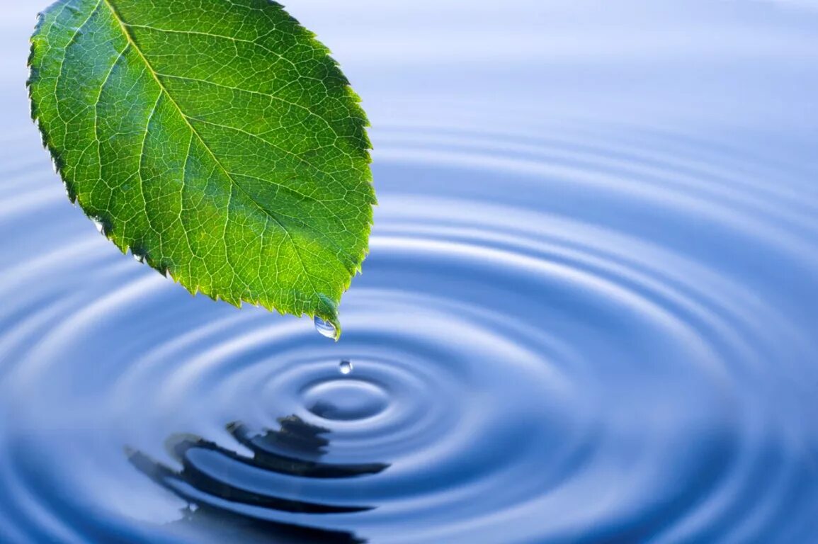 Экология воды. Чистая вода. Вода в природе. Листик на воде. Экологическое использование воды