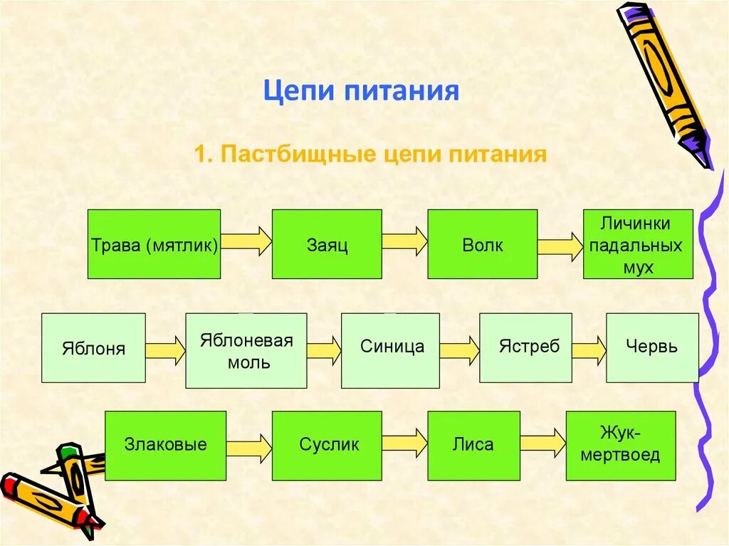 Несколько пищевых цепей. Цепочка питания пастбищные цепи. схемы пищевых цепей примеры. биология схемы пищевых цепей. биология 5 класс схема цепи питания.