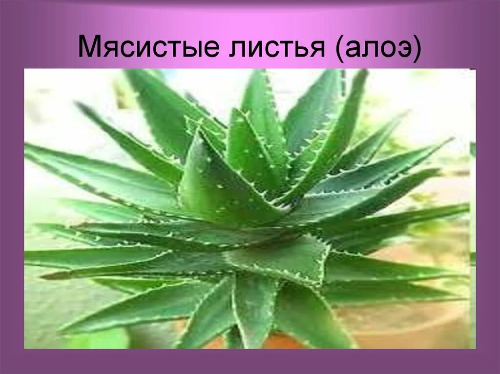 Условия среды обитания алоэ. Мясистые листья. лист алоэ. мясистые листья алоэ функции. функции мясистых листьев у растений.