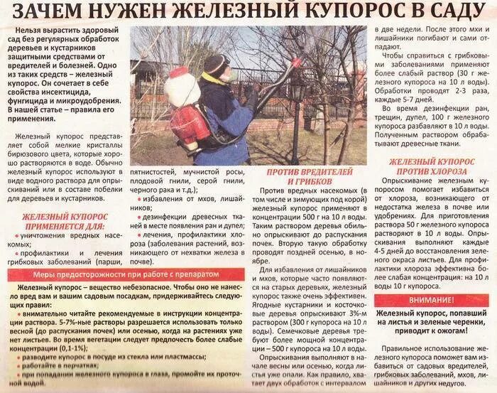Медный купорос для обработки деревьев дозировка. Железный купорос для обработки сада. обработка дерева. железо для сада для опрыскивания. железный купорос для обработки деревьев.