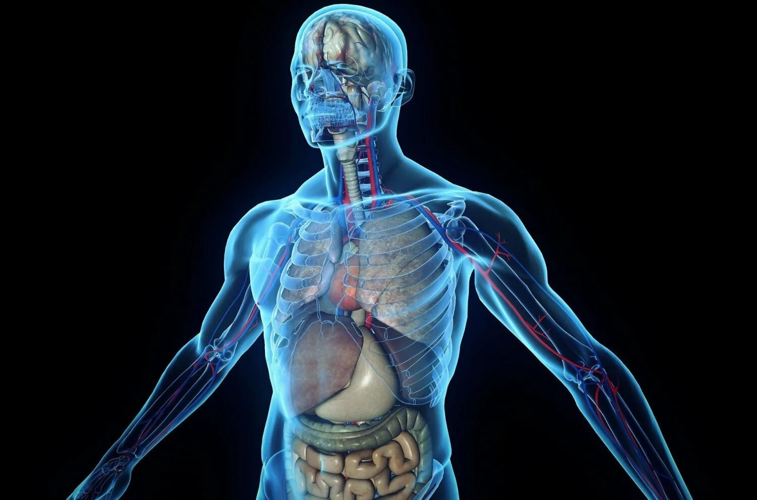 Здоровые органы человека. Тело человека. Организм человека.