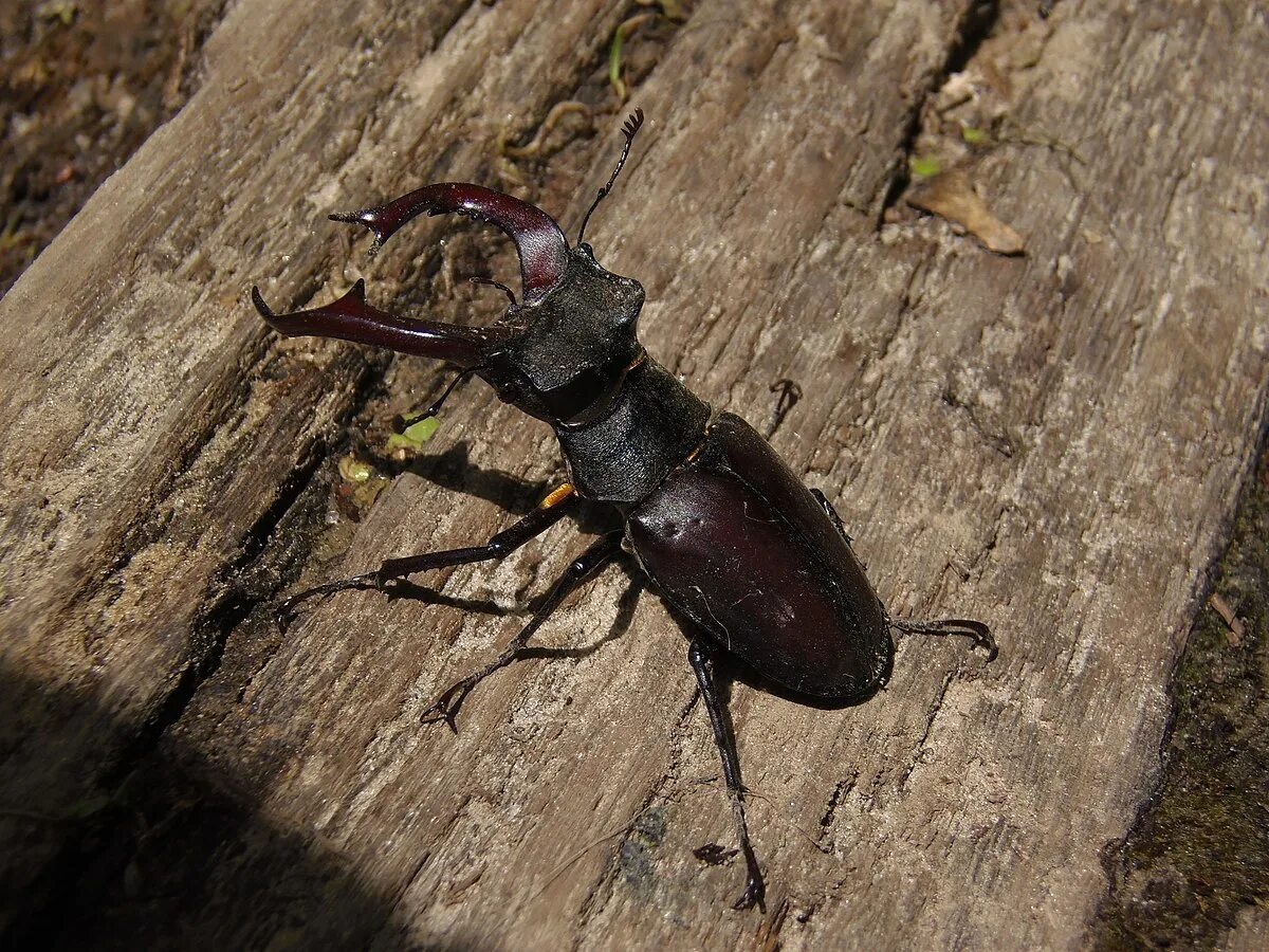 Жук-олень (Lucanus Cervus). Жук короед Рогач. Жук Рогач черный.