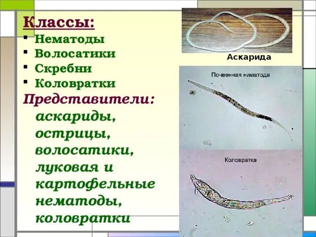 Волосатики круглые черви представители. Тип круглые черви класс волосатики представители. КИП круглые черви класс скребни представители.