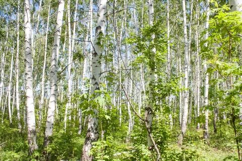 Редкая роща