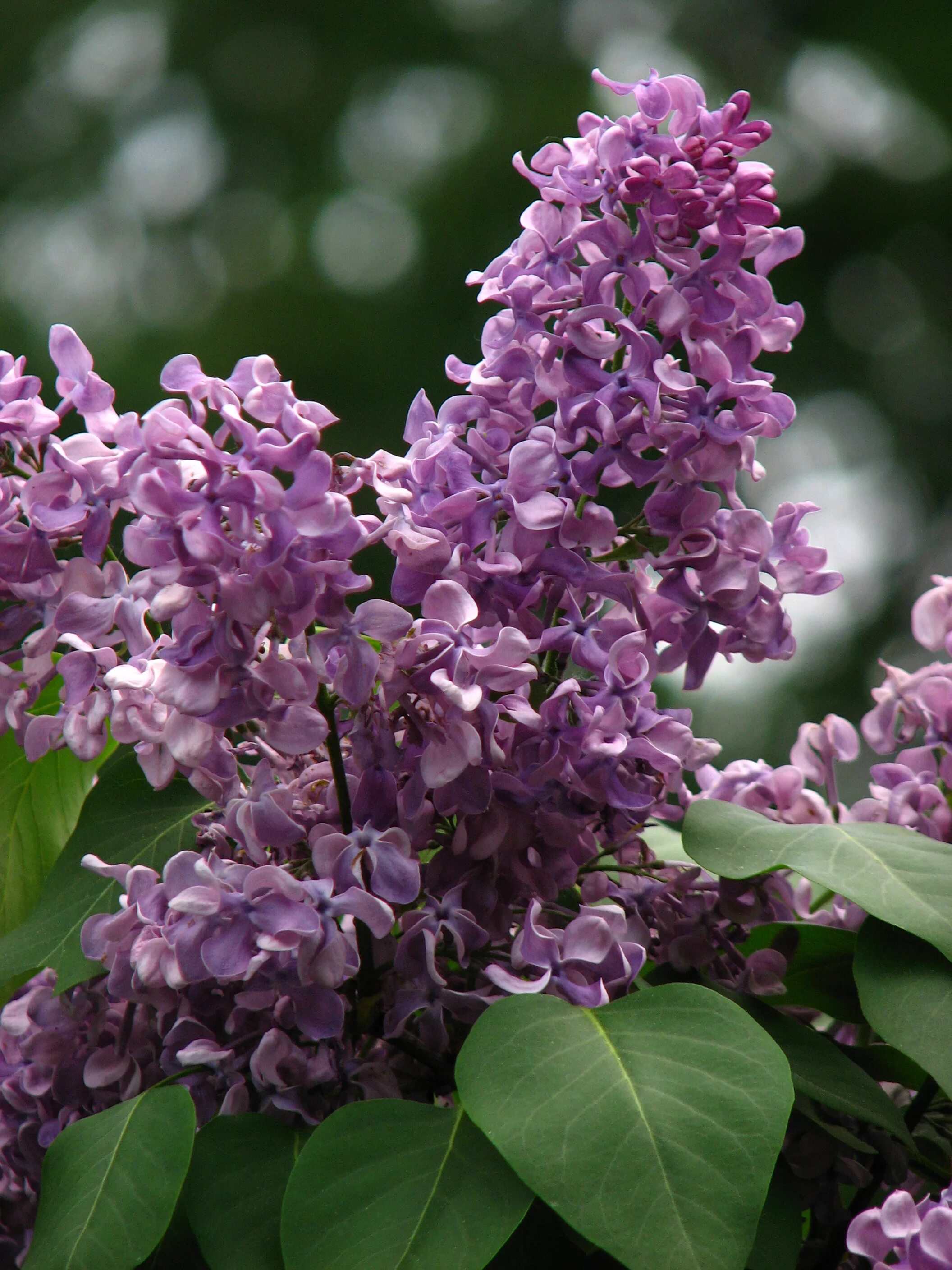 Сирень syringa