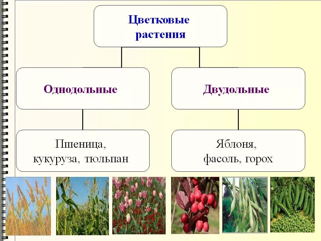 Однодольные это отдел или класс. Однодольные цветковые растения. Однодольные и двудольные растения. Покрытосеменные растения Однодольные и двудольные. Однодольные и двудольные растения примеры.