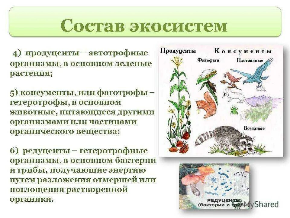 Возможно ли существование гриба и автотрофа