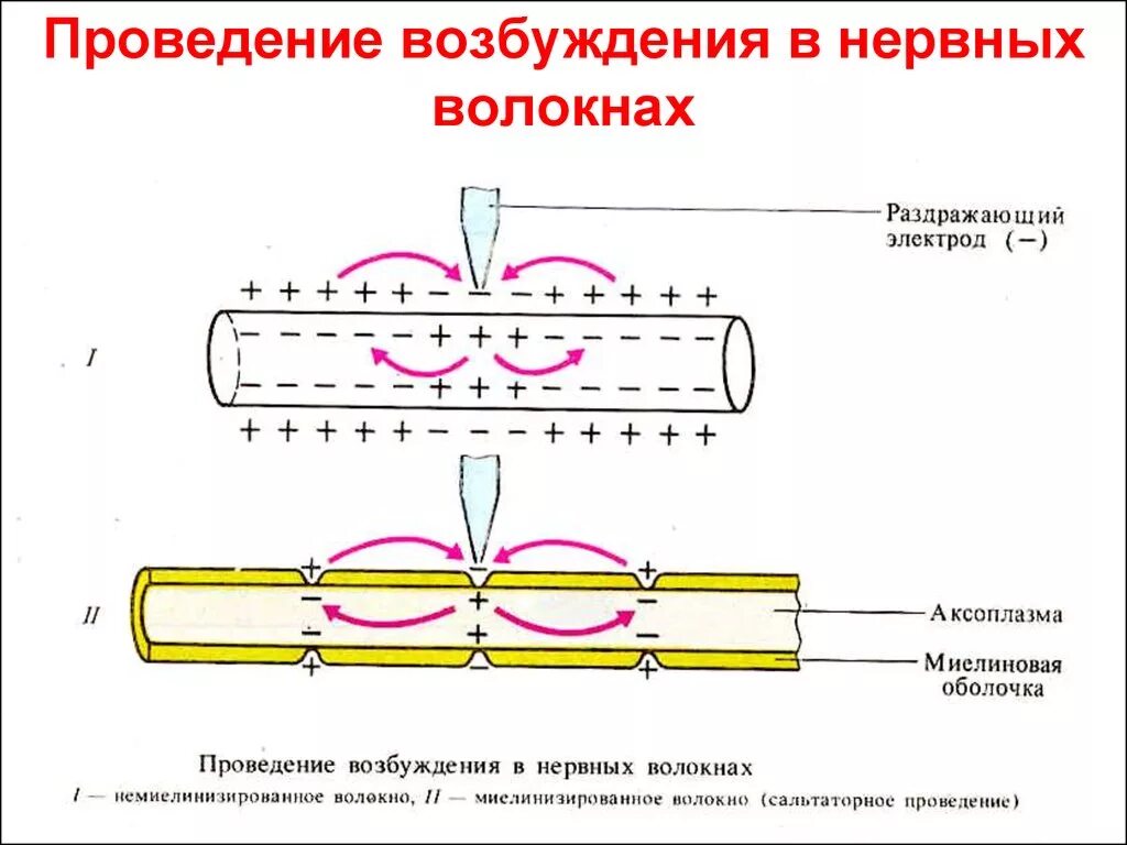 Распространение пд. Механизм проведения нервного импульса по миелиновым волокнам. Механизмы проведения возбуждения по нервам и нервным волокнам. Двустороннее проведение возбуждения по нервному волокну. Схема распространения возбуждения по безмиелиновым нервным волокнам.