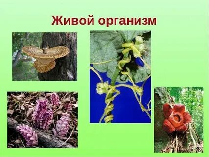 Какие растения обитают в поле