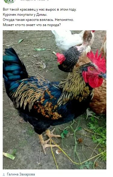 Несушка доминант gs459. Цыплята клюют друг друга до крови. Индюшонок на белом фоне. Куры не куры. Рф.