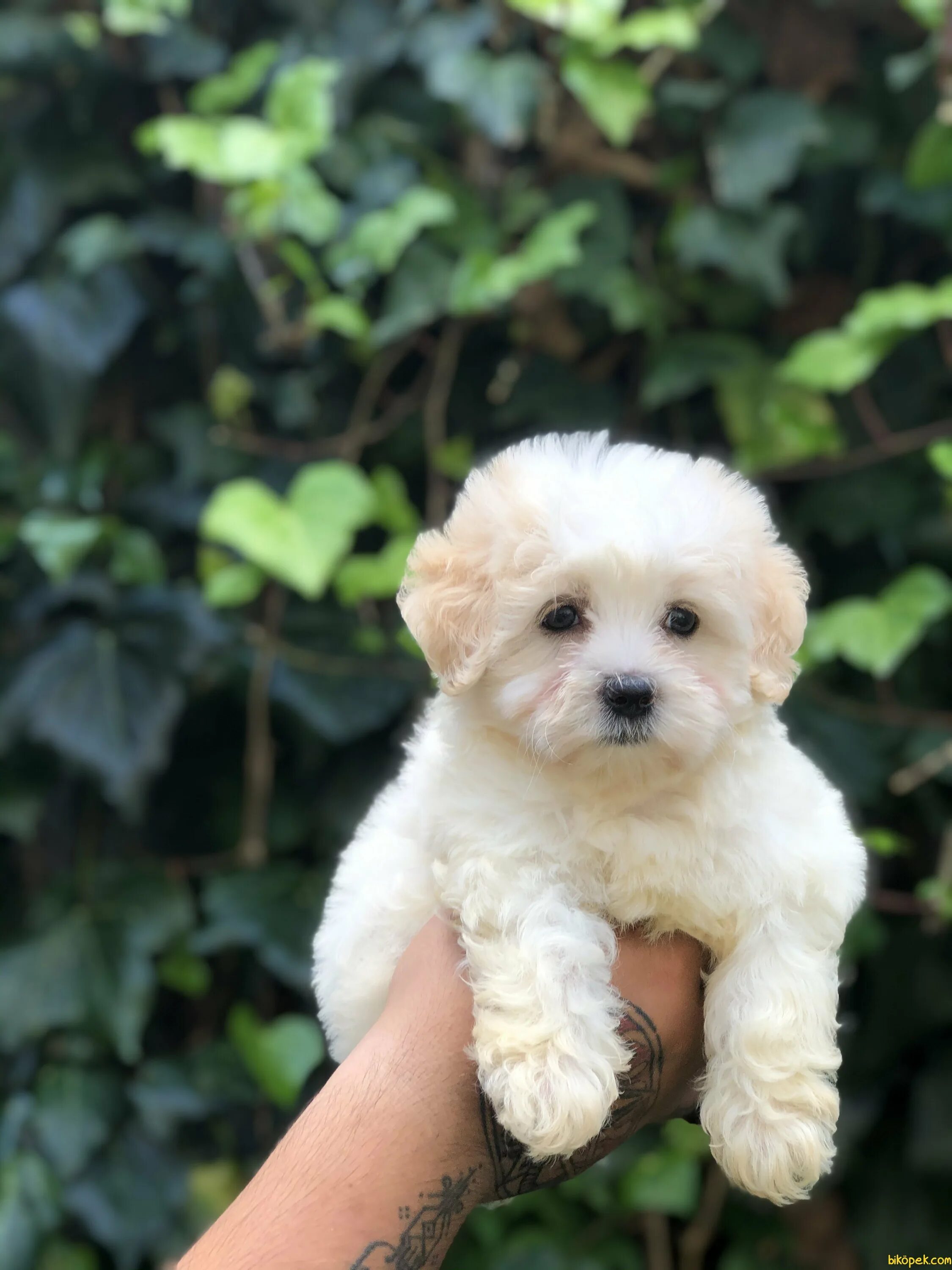 Собака мальтипу мальтипу. Мальтипудель. Пудель мальтипу. Мальтипу ф1. Мальтипу тедди.