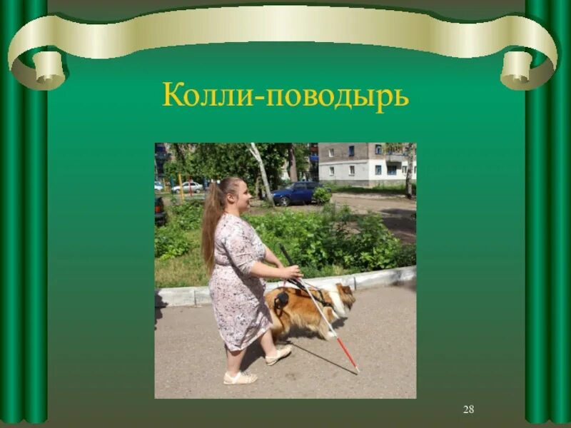 Джек поводырь ответы 4 класс контрольная работа. Колли поводырь. шотландская овчарка колли поводырь. собака поводырь колли. рассказ джек поводырь.