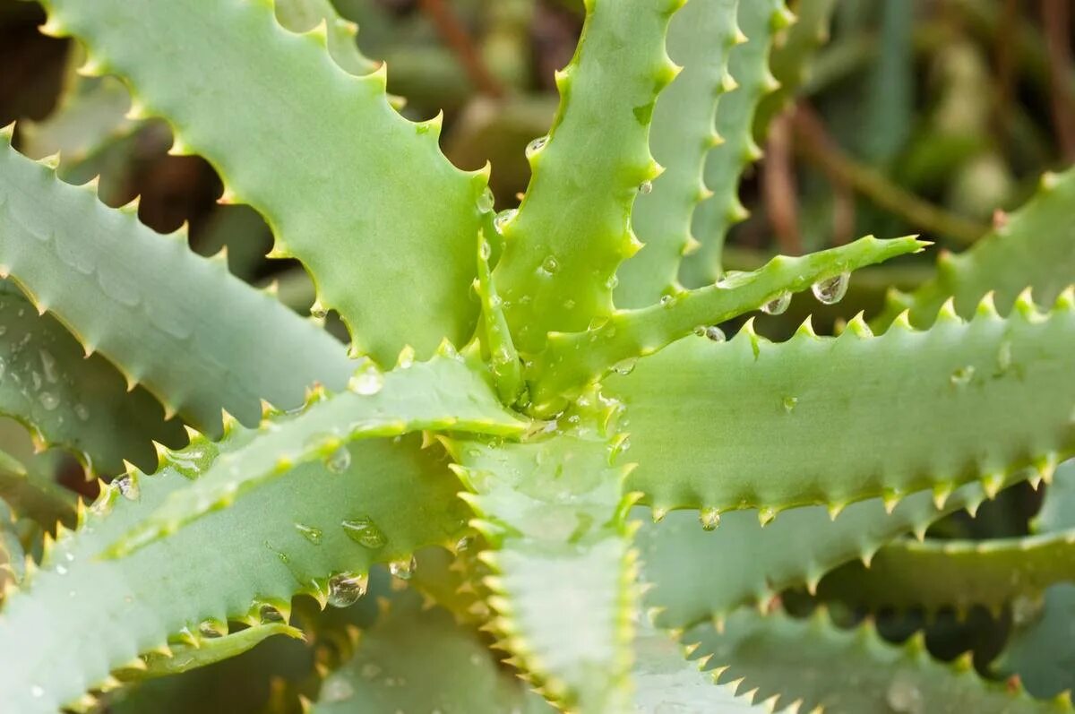 Какое алоэ купить. Алоэ древовидное столетник. Алоэ древовидное (Aloe arborescens). Алое древовидное столентий. Алоэ столетник Бабушкин.