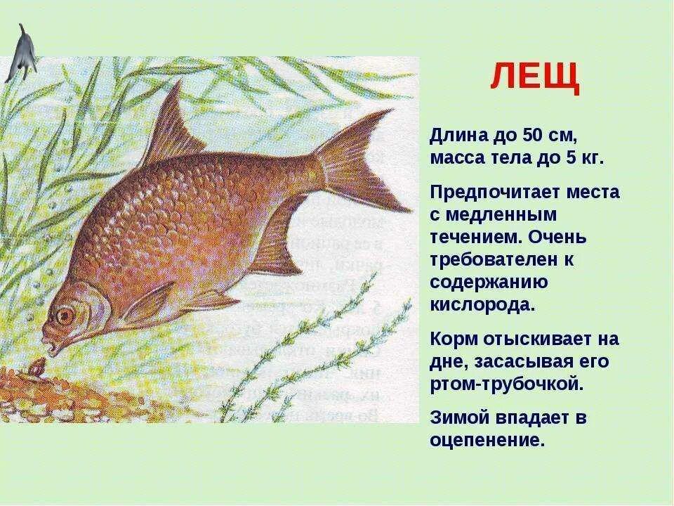 Лещ описание для детей. Сообщение о рыбе лещ. Доклад о леще. Лещ описание рыбы.