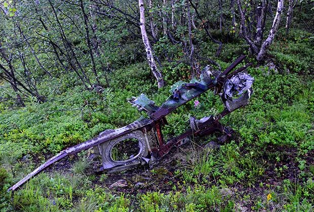 Медведи в болоте. Медведь на болоте. Медвежье болото. Медведь в болоте Вырица. Бывают ли медведи на болотах.