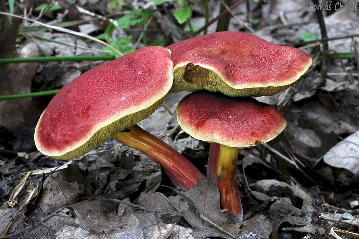 Моховик гриб съедобный. Моховик красный xerocomus rubellus. Моховик болетовые. Моховик красный xerocomus rubellus. Моховик болетовые.