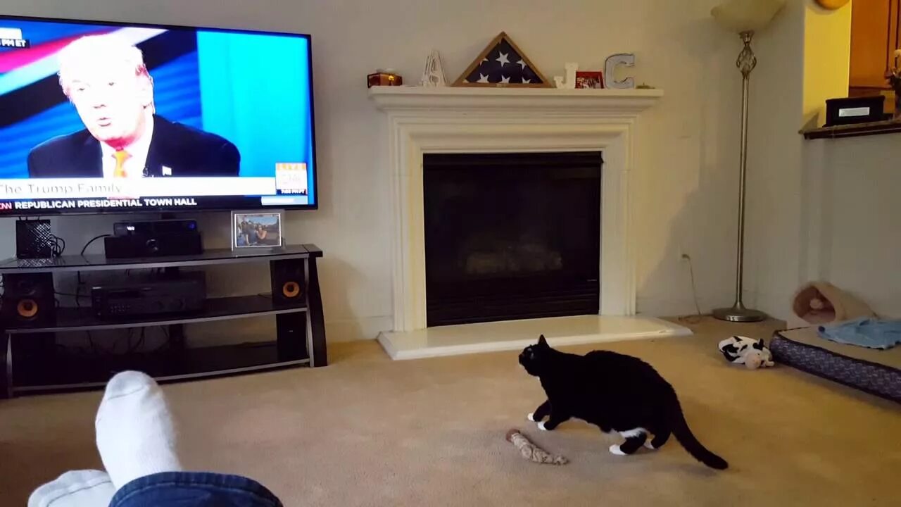 Cat doesn t