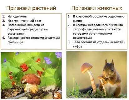 Неограниченный рост объясните свой выбор